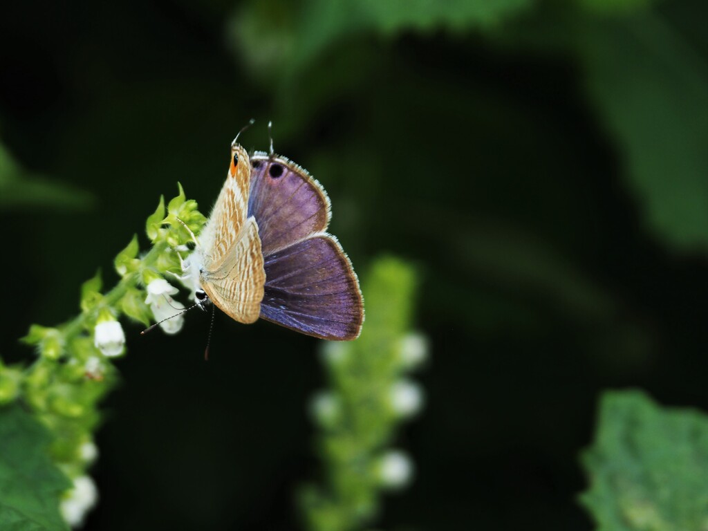 畑の仲間たち②