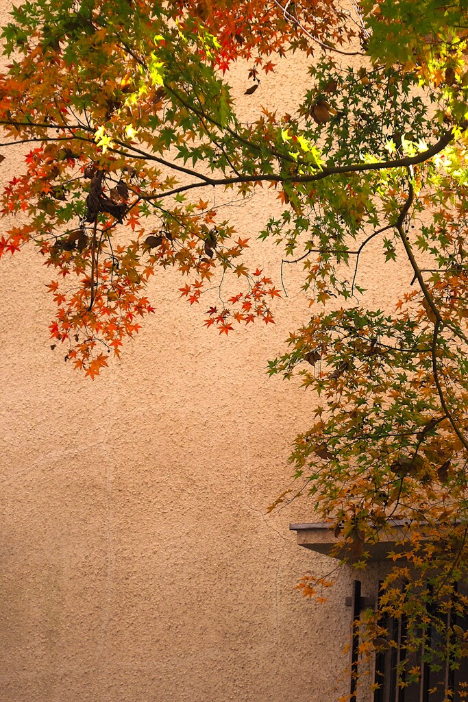 イロハモミジに魅せられて～