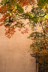 イロハモミジに魅せられて～