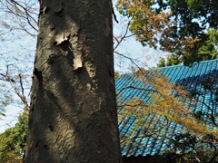 シイの古木のある三樹荘