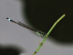 細くてもたくましい‼