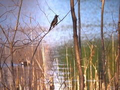 鳥が撮れた♪