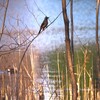 鳥が撮れた♪