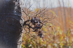 枯葉探し。。。