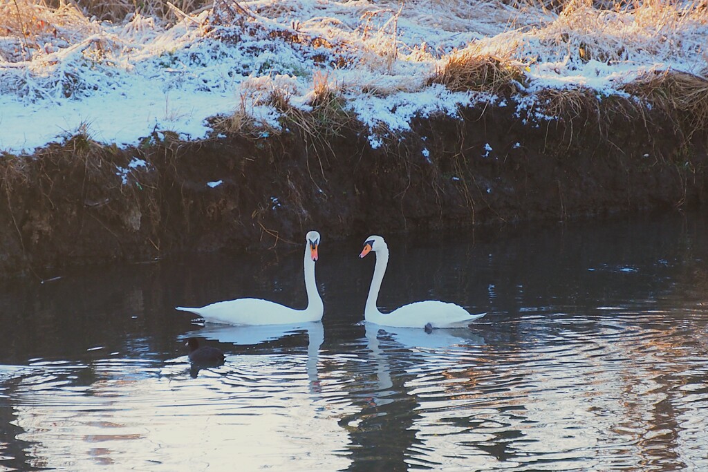 静寂の朝、白鳥の親子寄り添って。。