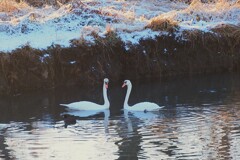 静寂の朝、白鳥の親子寄り添って。。