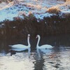 静寂の朝、白鳥の親子寄り添って。。