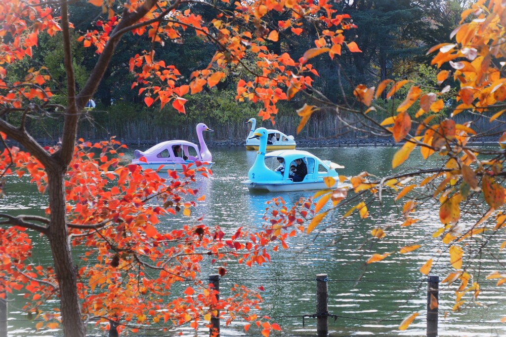 スワンとともに秋を漕ぐ