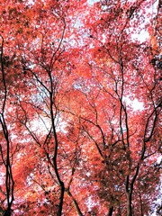 見上げれば・・