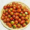 ミニトマト