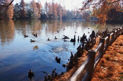 鳥たちの楽園♪