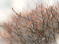 春よ来い、、、