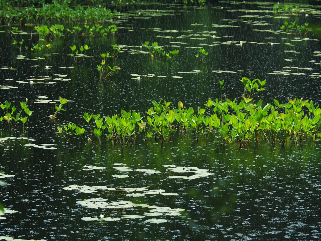 スコールと突風