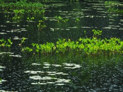 スコールと突風