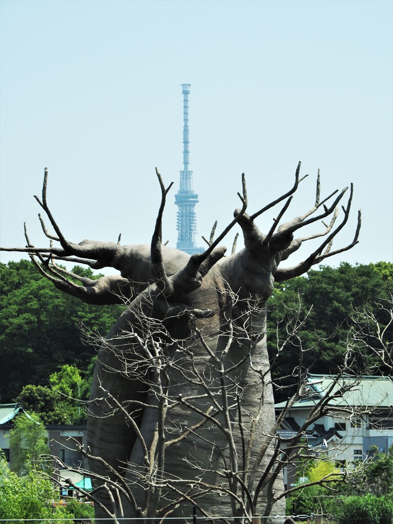 バオバブの木