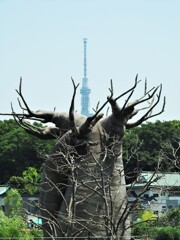バオバブの木