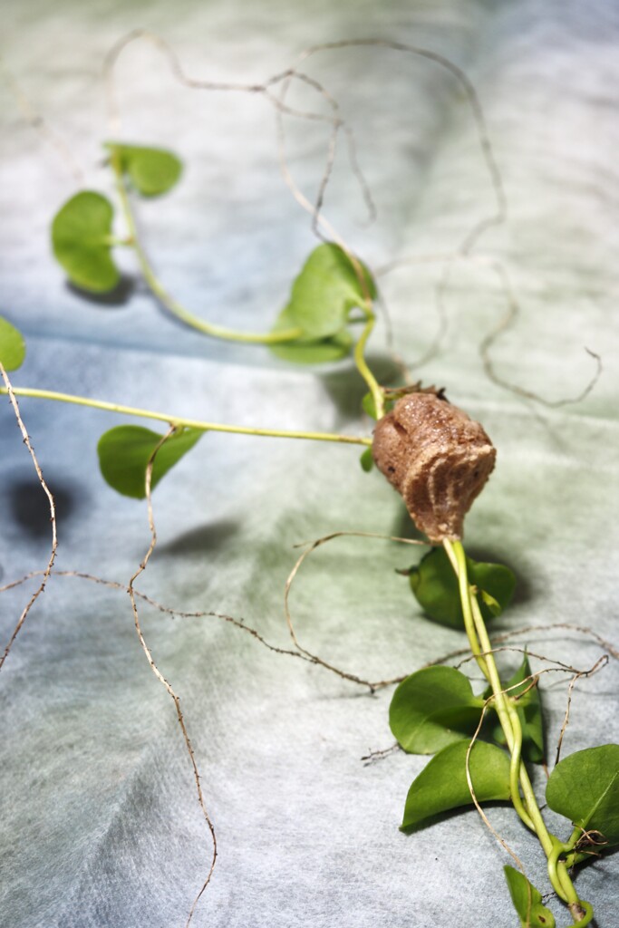 カマキリの卵