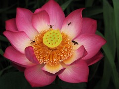 晩夏の蓮