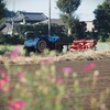 家庭菜園の秋