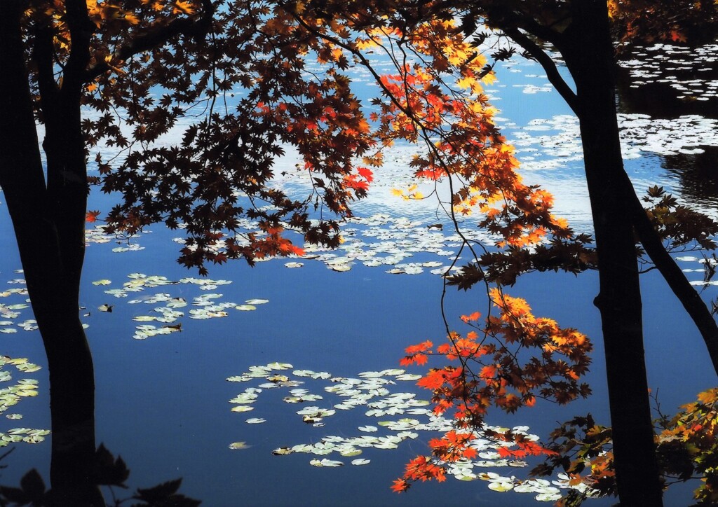 魅せられた秋色①