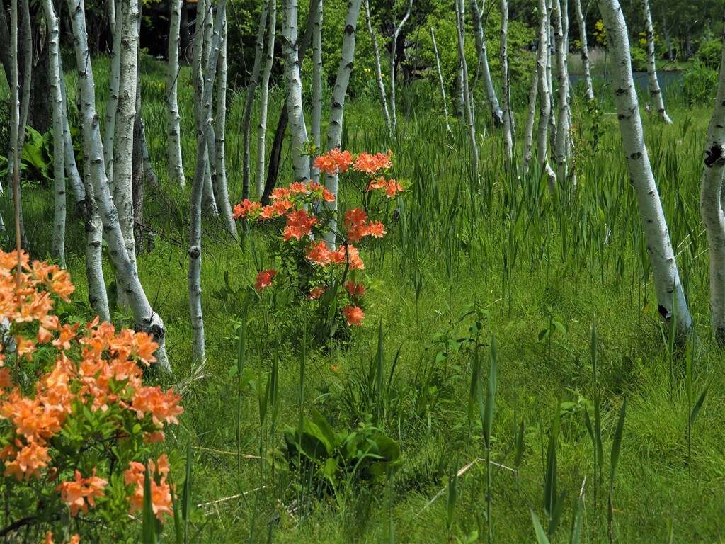 白樺とレンゲツツジ