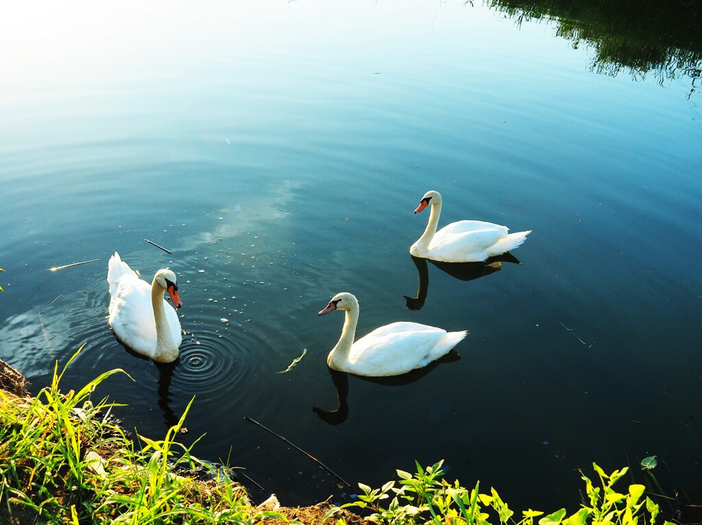 コブ白鳥の親子