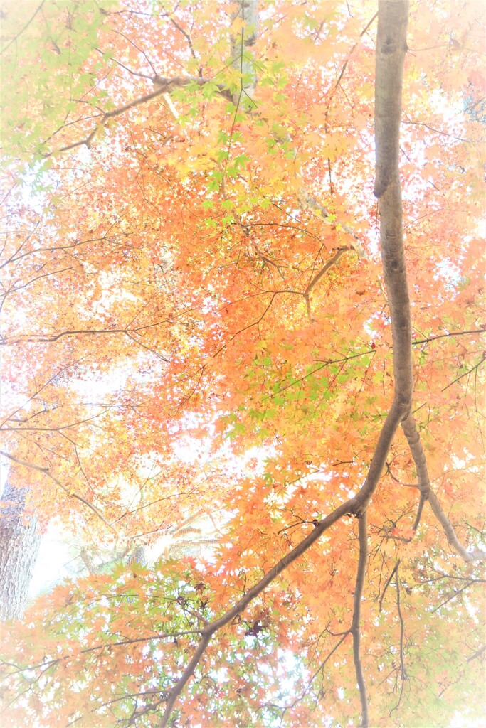 見上げれば・・・