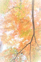 見上げれば・・・