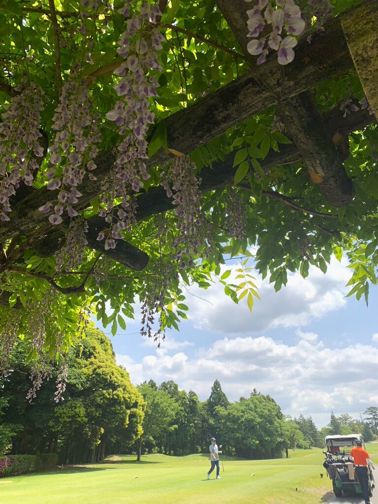 藤の花とゴルフ場