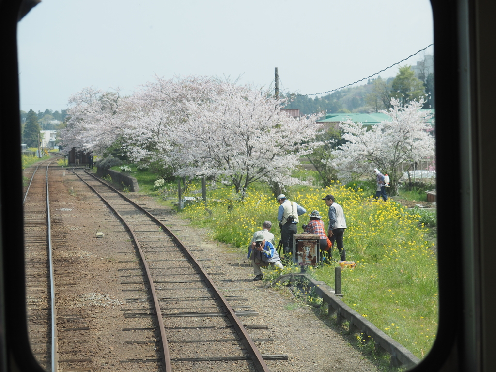 小湊鉄道の桜