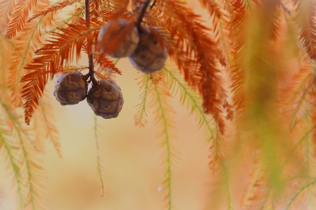赤茶色に染まる
