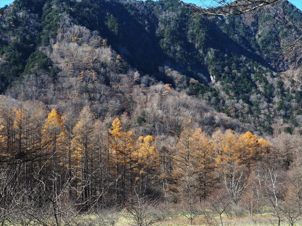 晩秋の小田代ヶ原