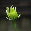「愛の訪れ」