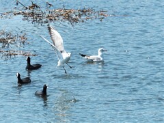 手賀沼の鳥たち