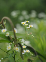 白い花シリーズ㊴