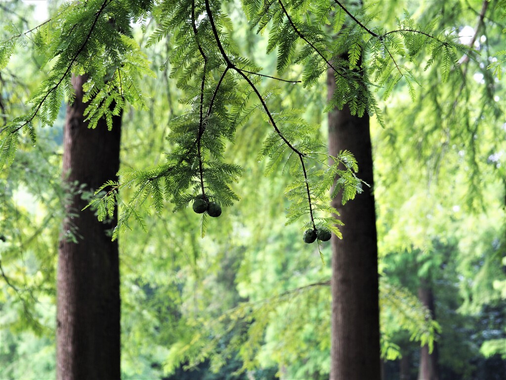 ラクウショウの実