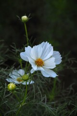 白い花シリーズ57