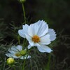 白い花シリーズ57