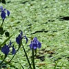 湖畔に咲く