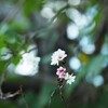 10月桜