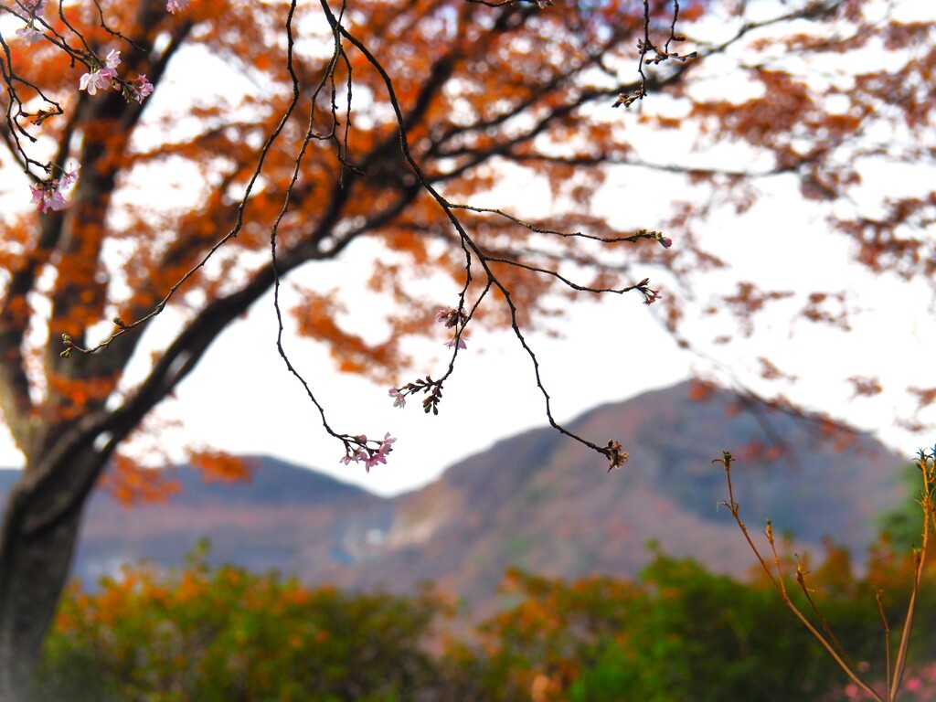 紅葉に映える桜