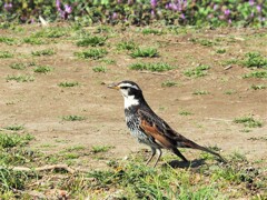 鳥撮り不名人