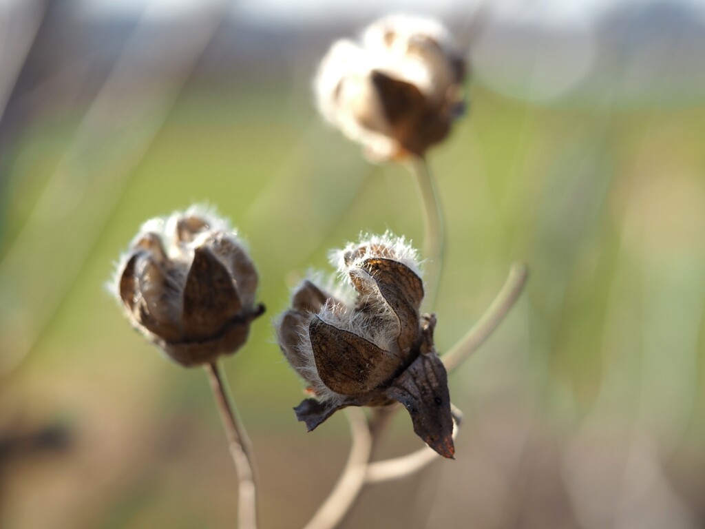 枯れ芙蓉