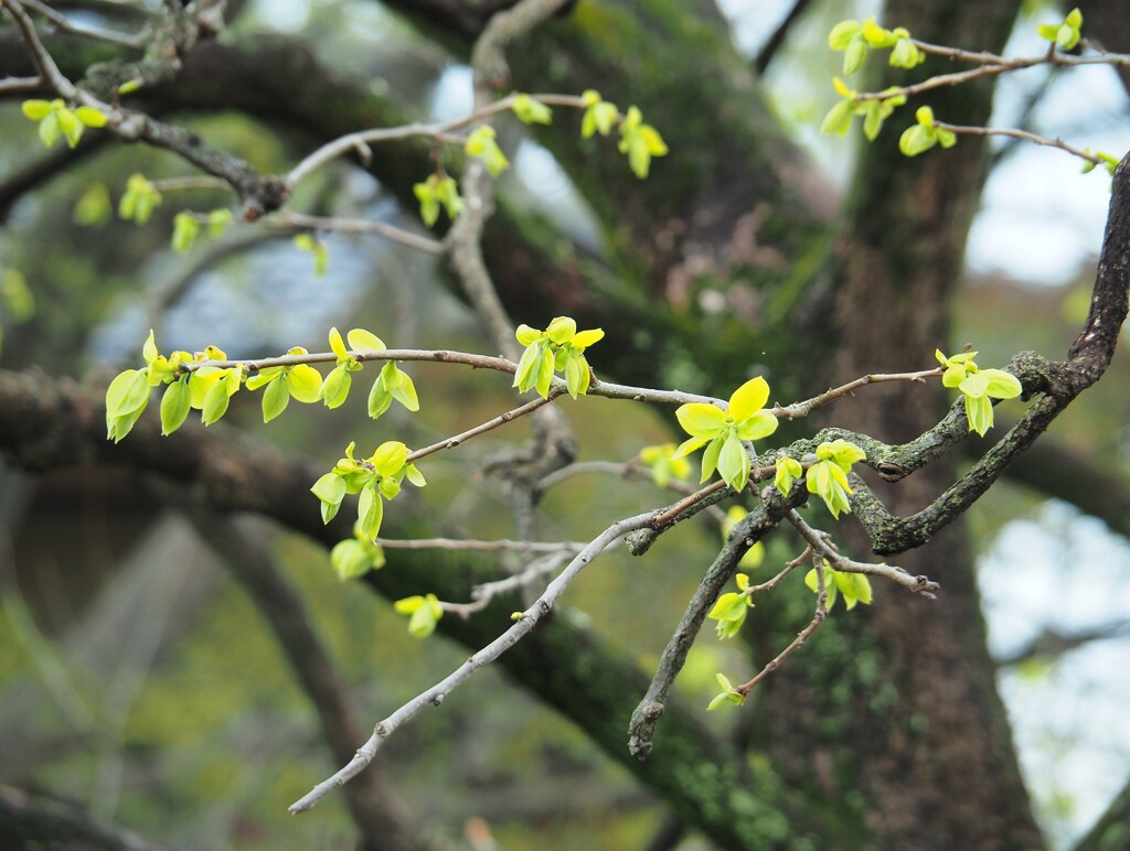 柿の木の芽吹き☆