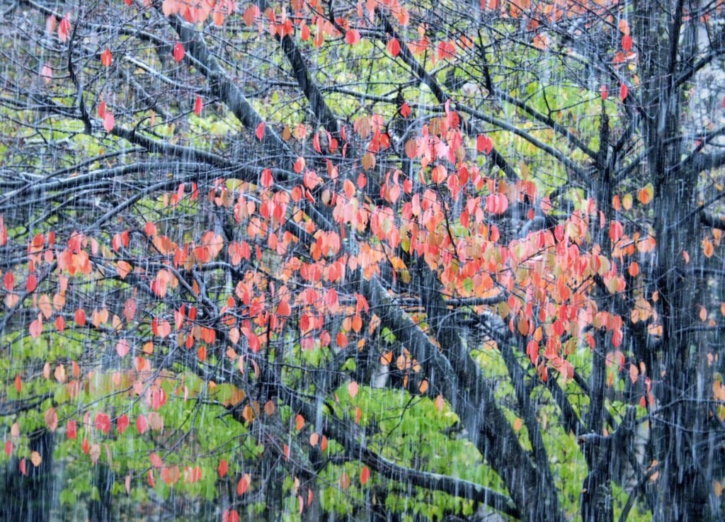 突然の雨