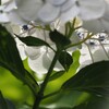 白い花シリーズ㉒