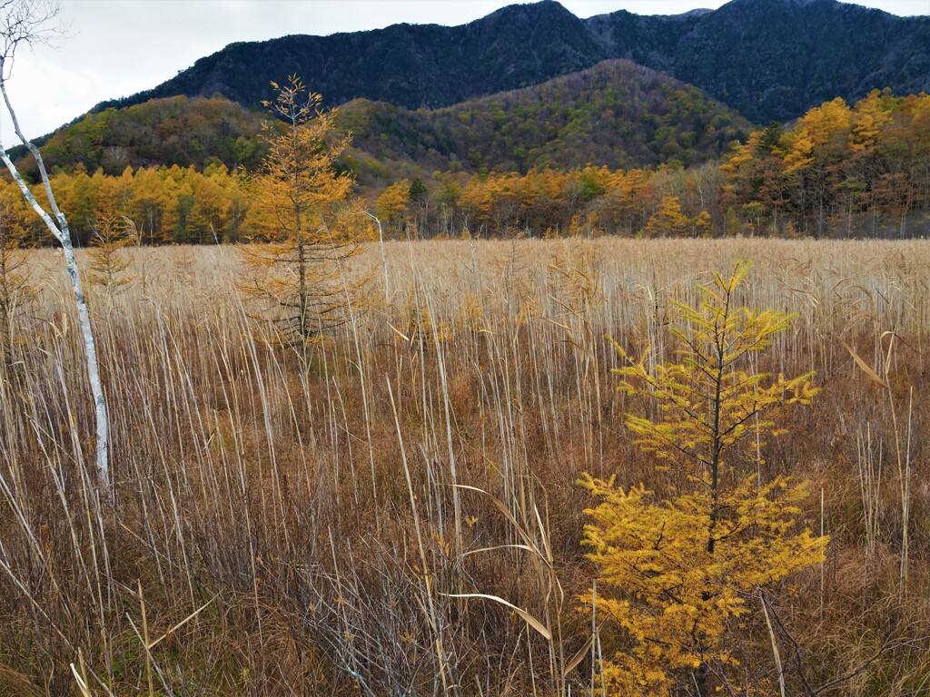 晩秋の装い・戦場ヶ原