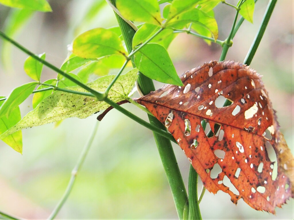 虫に愛された葉っぱ♡