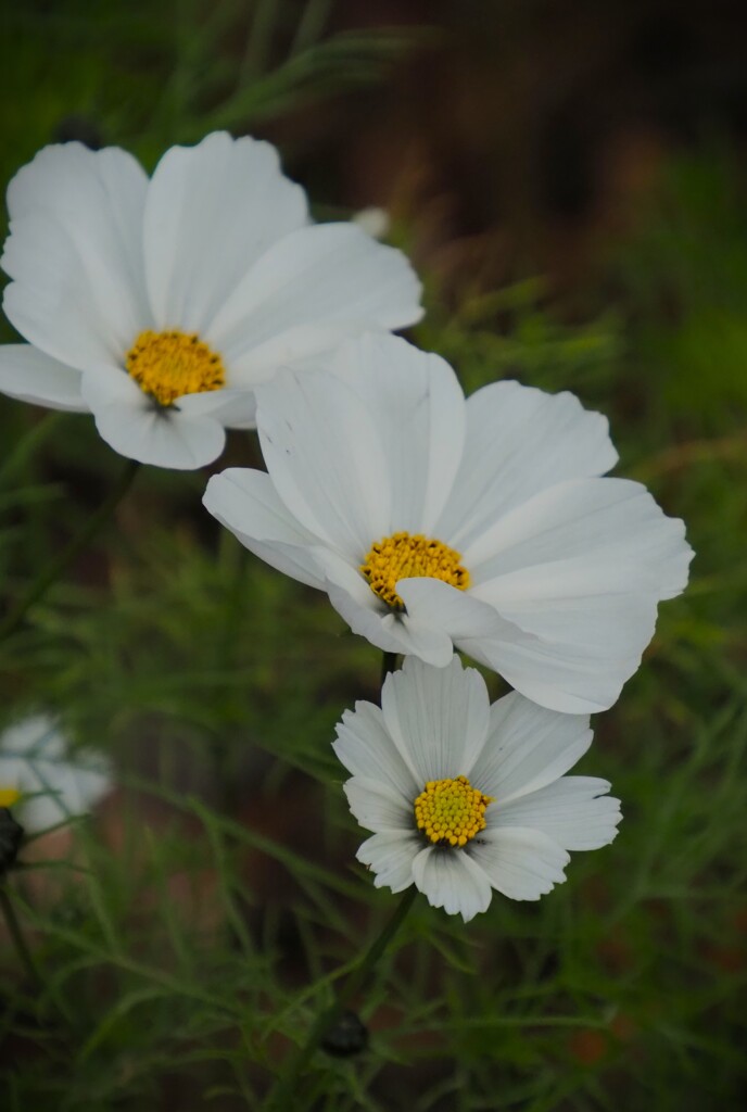 白い花シリーズ67