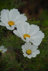 白い花シリーズ67